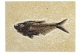 Detailed Fossil Fish (Diplomystus) - Wyoming #292527-1